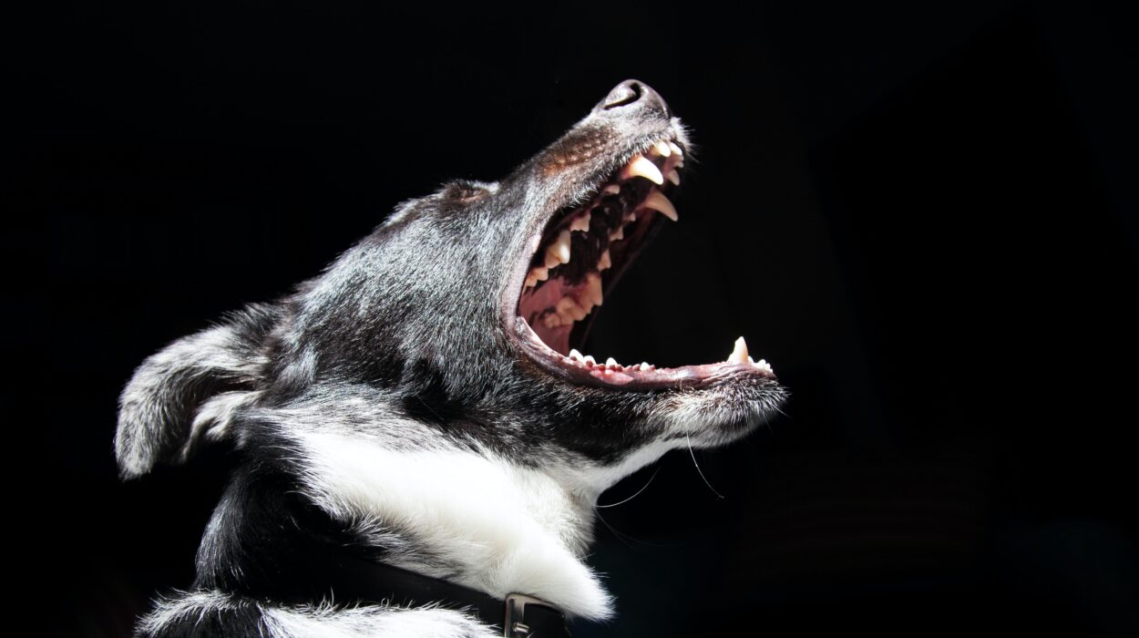¿Qué es la zoofobia y cuáles son sus síntomas?